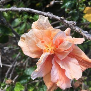 Meet your Posher, Cleopatra